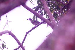 Image of White-throated Robin