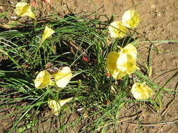 Image of Narcissus romieuxii Braun-Blanq. & Maire