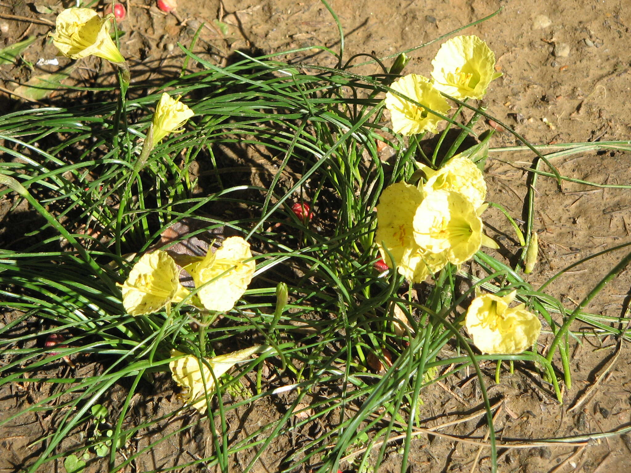 Image of Narcissus romieuxii Braun-Blanq. & Maire