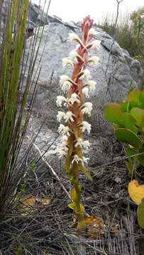 Imagem de Satyrium candidum Lindl.