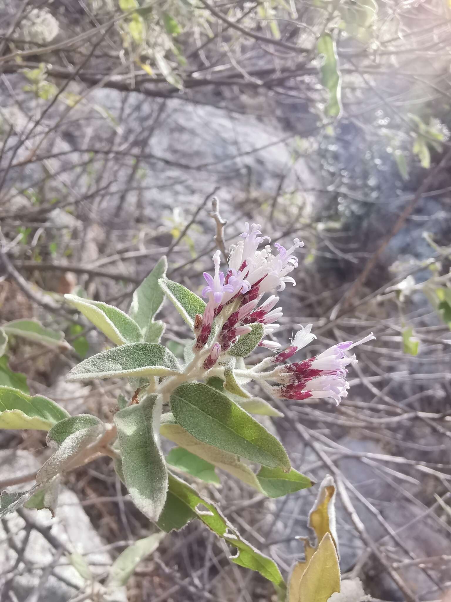 Eremosis tomentosa (La Llave & Lex.) Gleason resmi