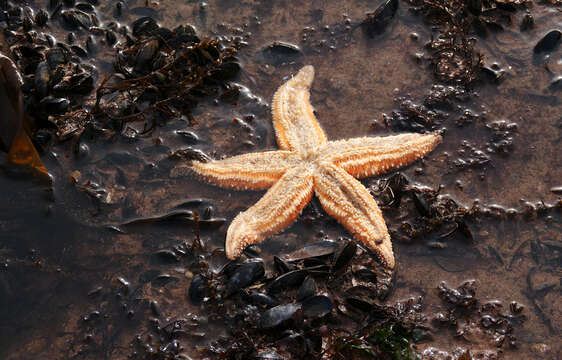 Image of Common sea star