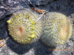 Image of Mammillaria marksiana Krainz