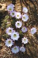 Image de Echinopsis oxygona