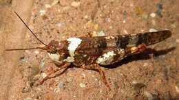 Image of Say's Grasshopper