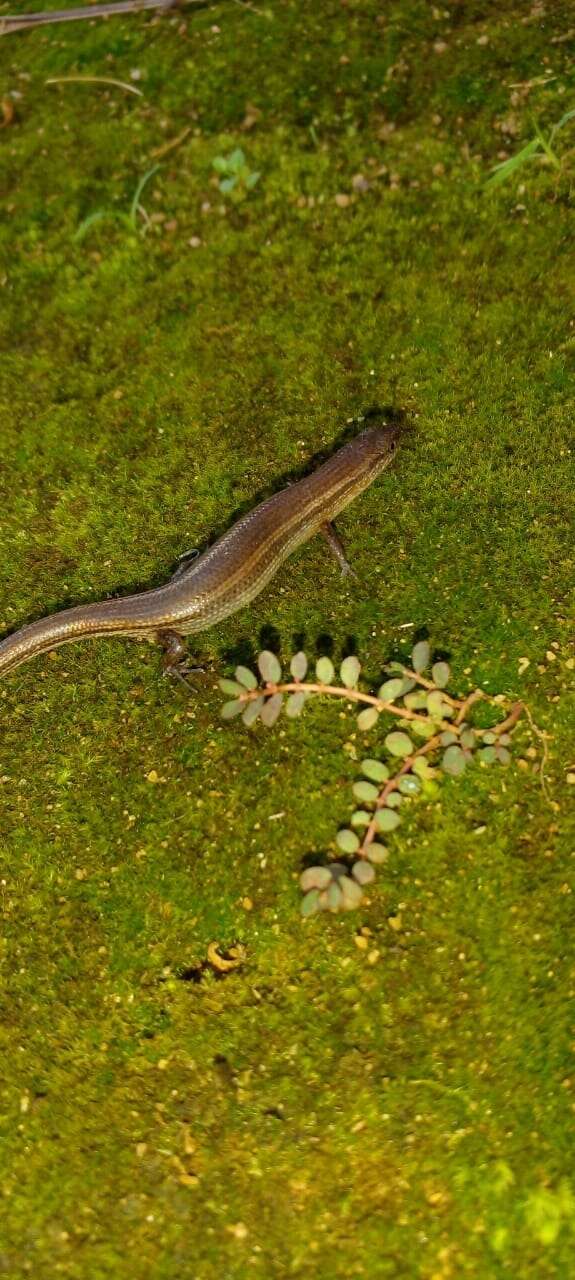 Image of Peters' Tree Skink