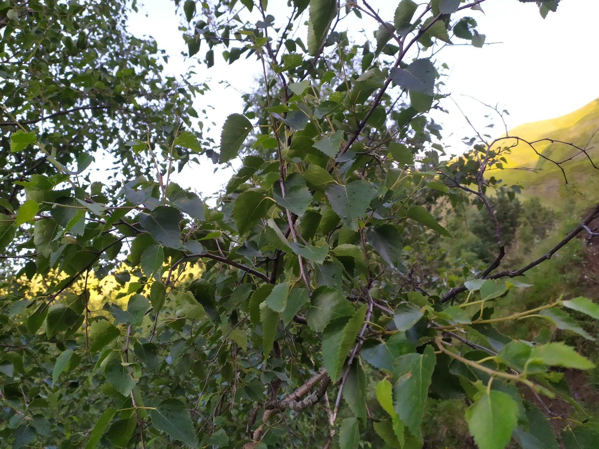 Image of Betula pubescens var. litwinowii (Doluch.) Ashburner & McAll.