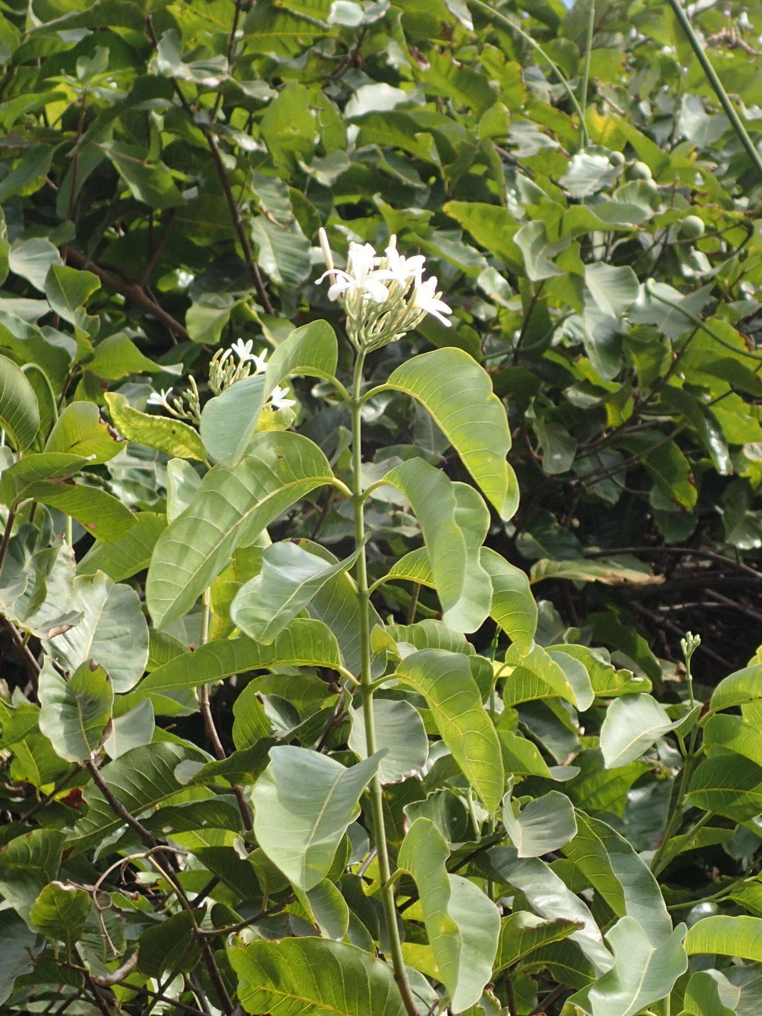 Image of Senegal saba