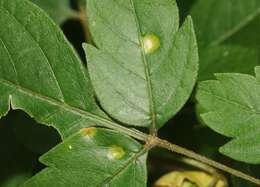 Image of Puccinia arechavaletae Speg. 1881