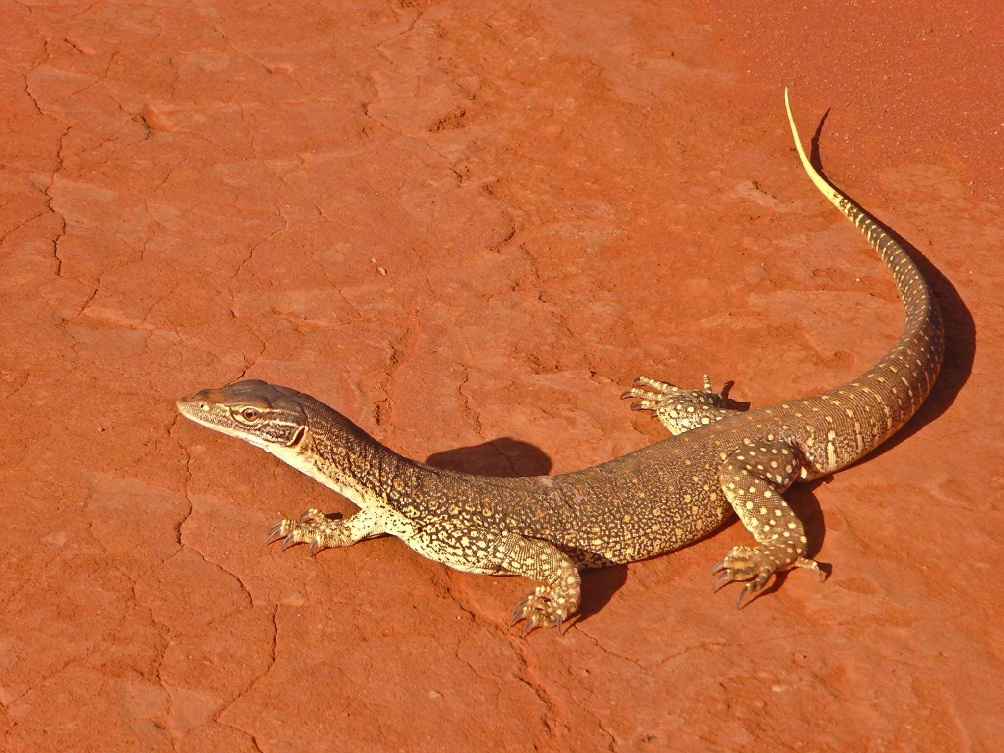 Image of Sand Monitor