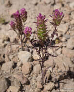 Image of cryptantha owl's-clover