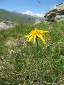 Image of mountain arnica