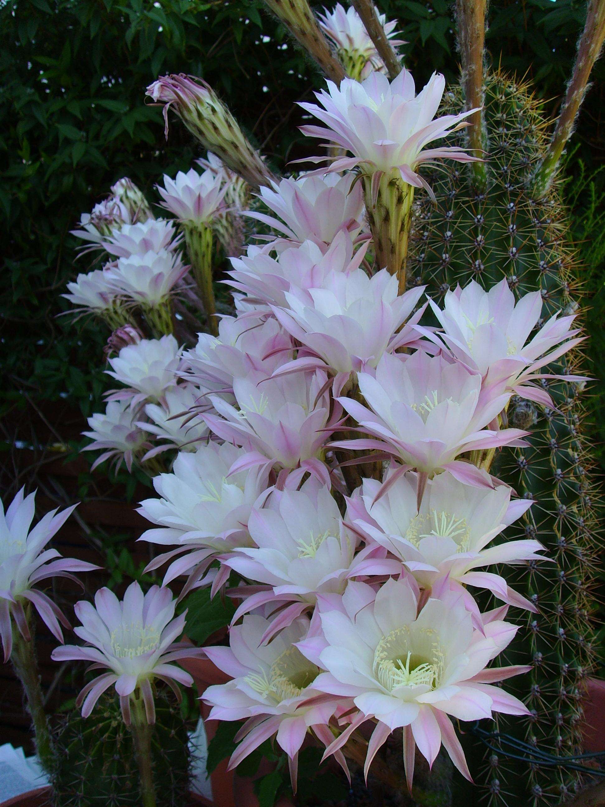 Image of Echinopsis oxygona