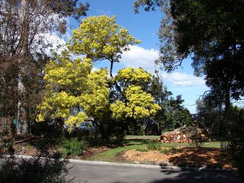 Sivun Acacia prominens A. Cunn. ex G. Don kuva