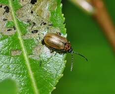 Image of <i>Lochmaea capreae</i>