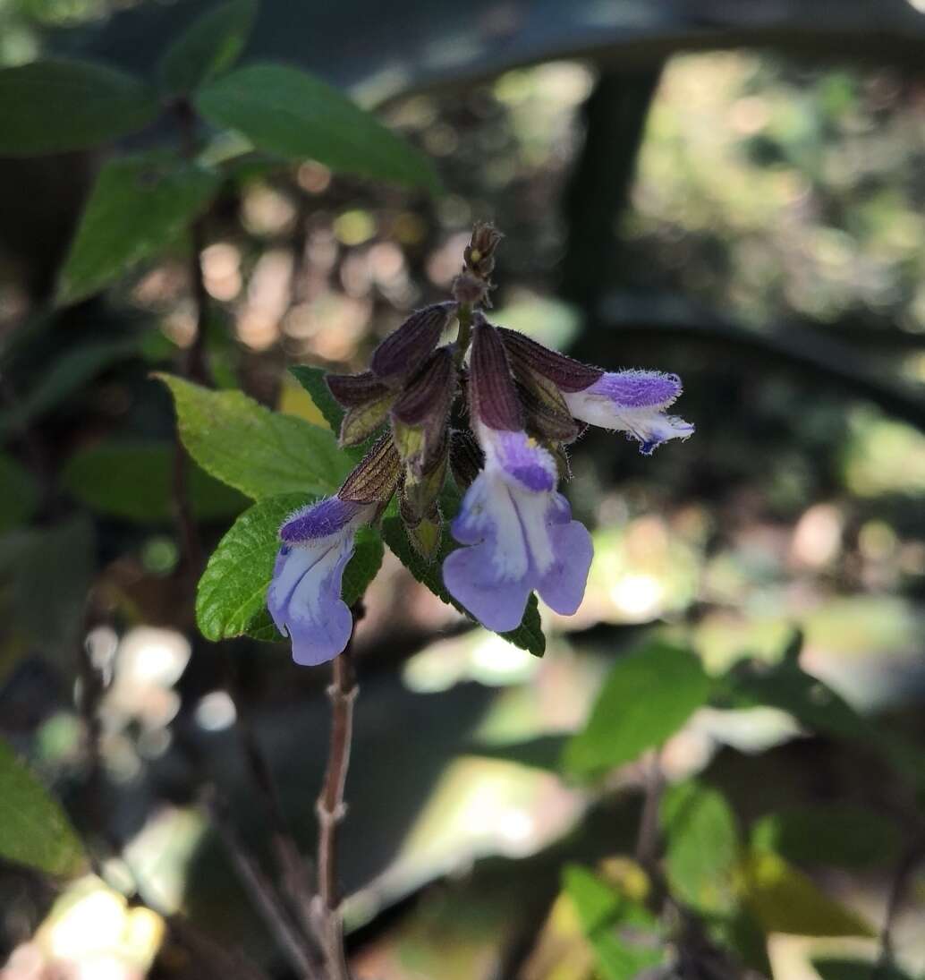 Image of Salvia quercetorum Epling