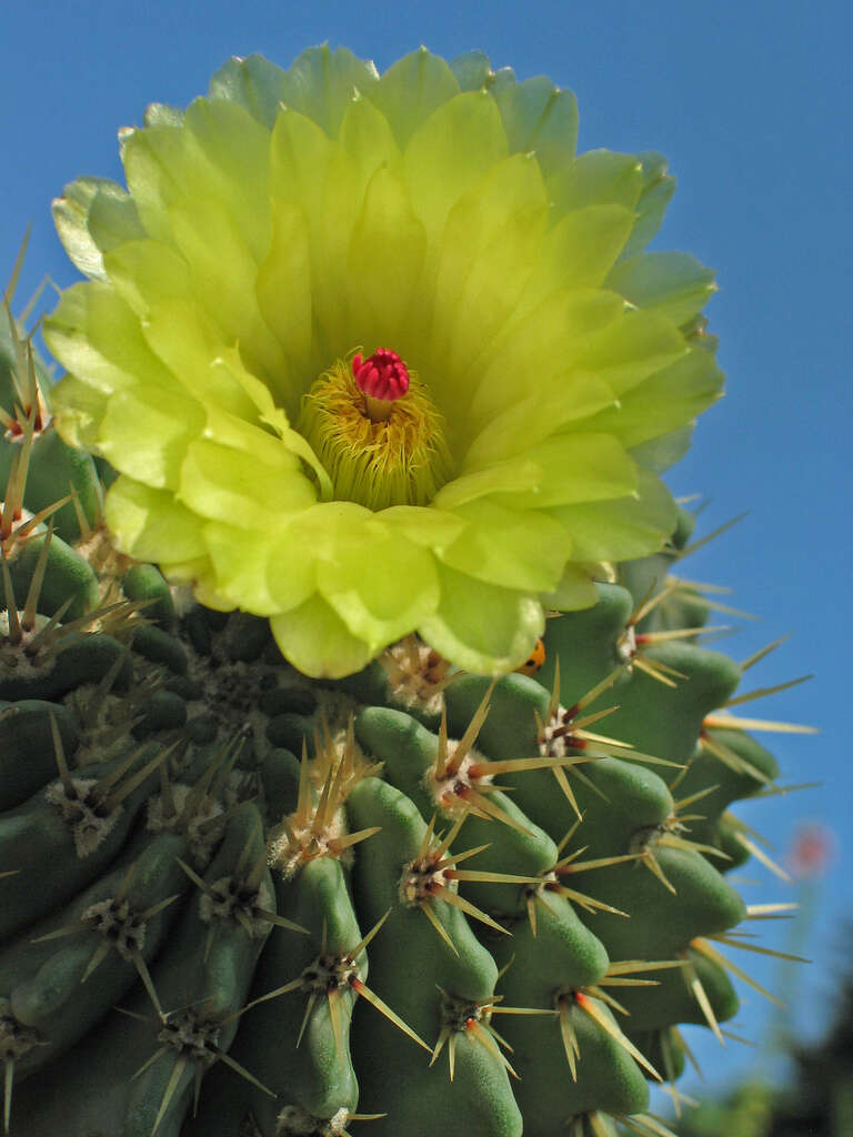 Image of Parodia buiningii (Buxb.) N. P. Taylor