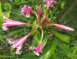 Image of Candy-striped crinum