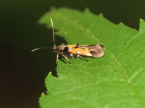 Image of Mompha locupletella