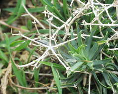 Image of Bupleurum fruticescens subsp. spinosum (Gouan) O. Bolos & Vigo