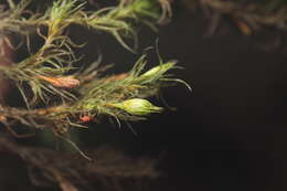 Image of <i>Orthotrichum papillosum</i>