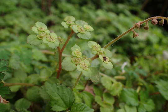 Image of Chrysosplenium lanuginosum Hook. fil. & Thoms.