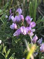 Слика од Astragalus agrestis Douglas ex Hook.