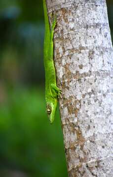 Image of Anolis equestris persparsus Schwartz And Garrido 1972