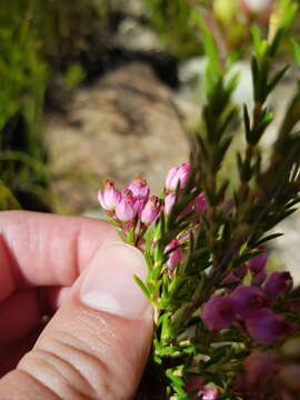 Image of Erica taxifolia