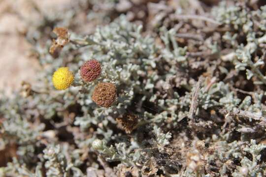 Image of Pentzia hesperidum Maire & Wilczek