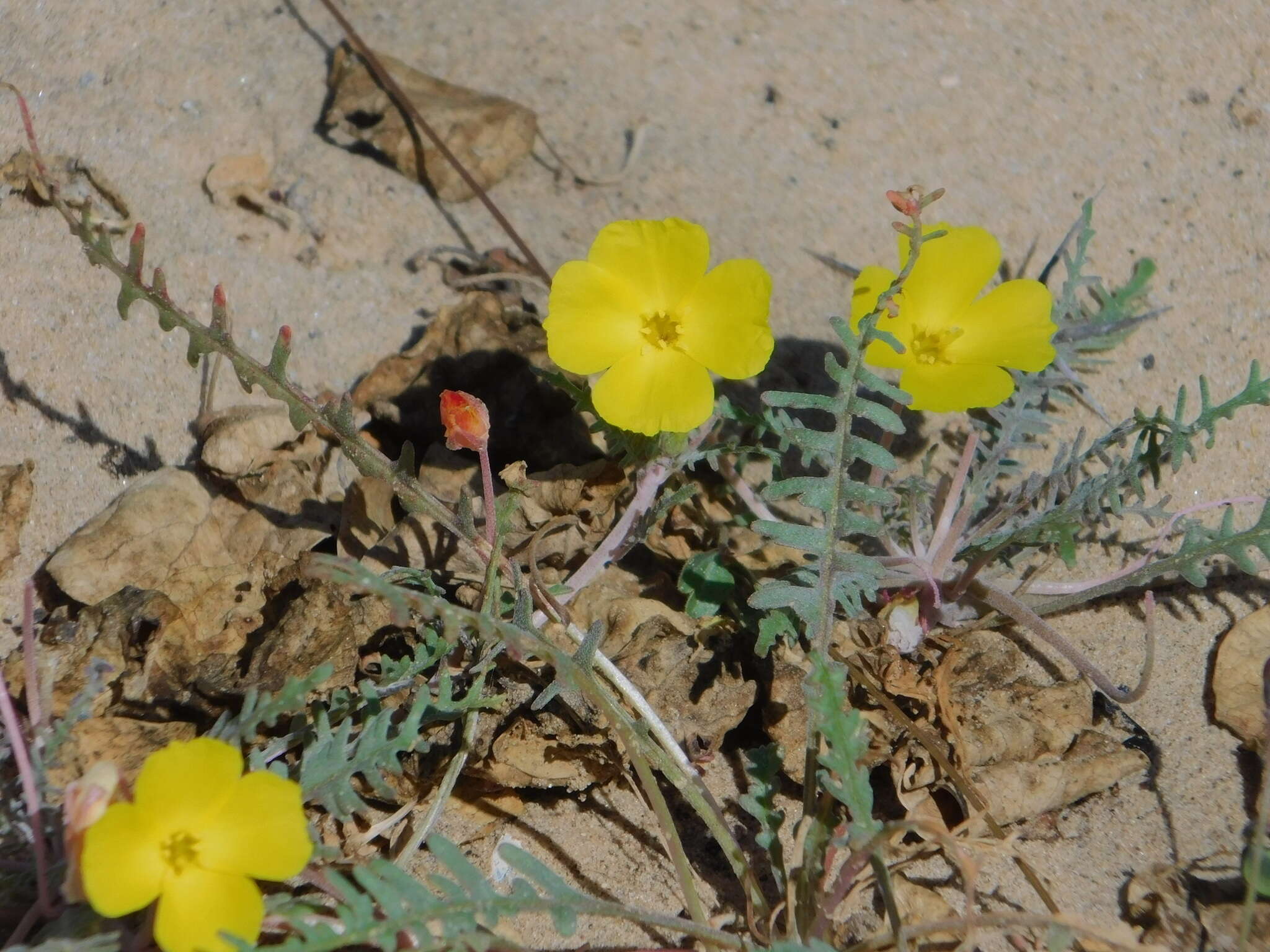 Eulobus sceptrostigma (Brandegee) W. L. Wagner & Hoch resmi