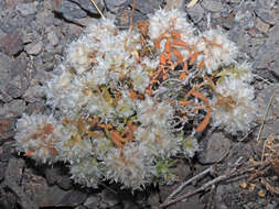 Image de Paronychia chlorothyrsa subsp. canariensis (Chaudhri) Sunding