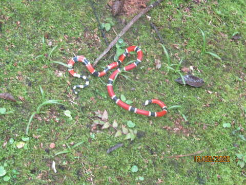 Image of Painted Coral Snake