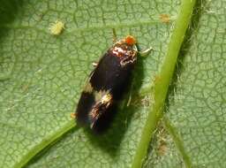 Sivun Bohemannia quadrimaculella (Boheman 1853) Stainton 1859 kuva