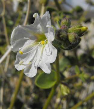 Image of desert wishbone-bush