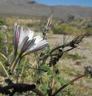 Image of New Mexico plumeseed