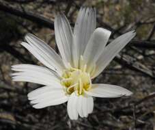 Image of New Mexico plumeseed