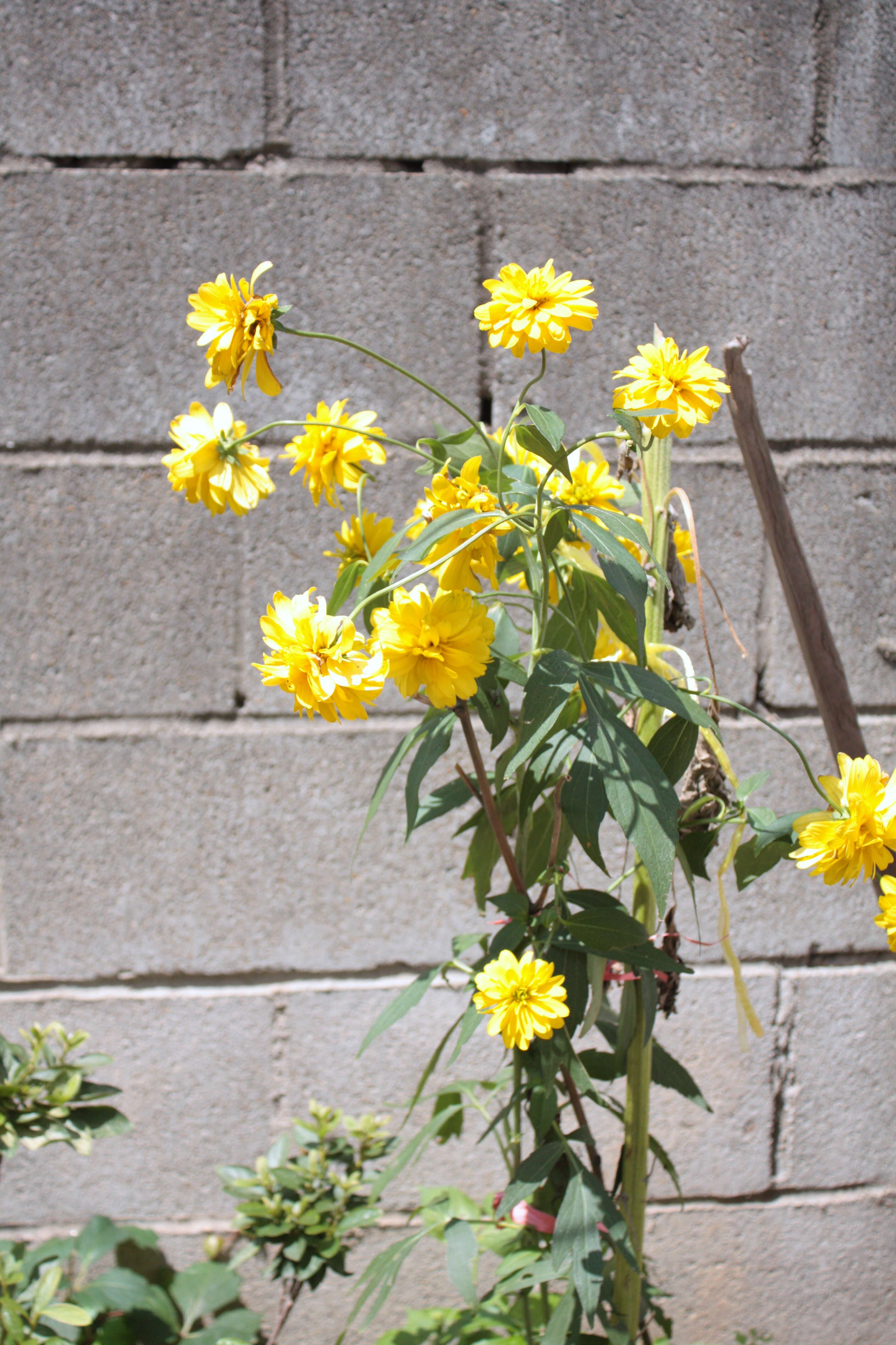 Image of cutleaf coneflower