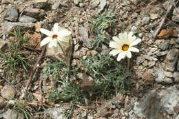 Image de Rhodanthemum catananche (Ball) B. H. Wilcox, K. Bremer & C. J. Humphries