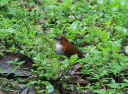 Image of White-bellied Antpitta