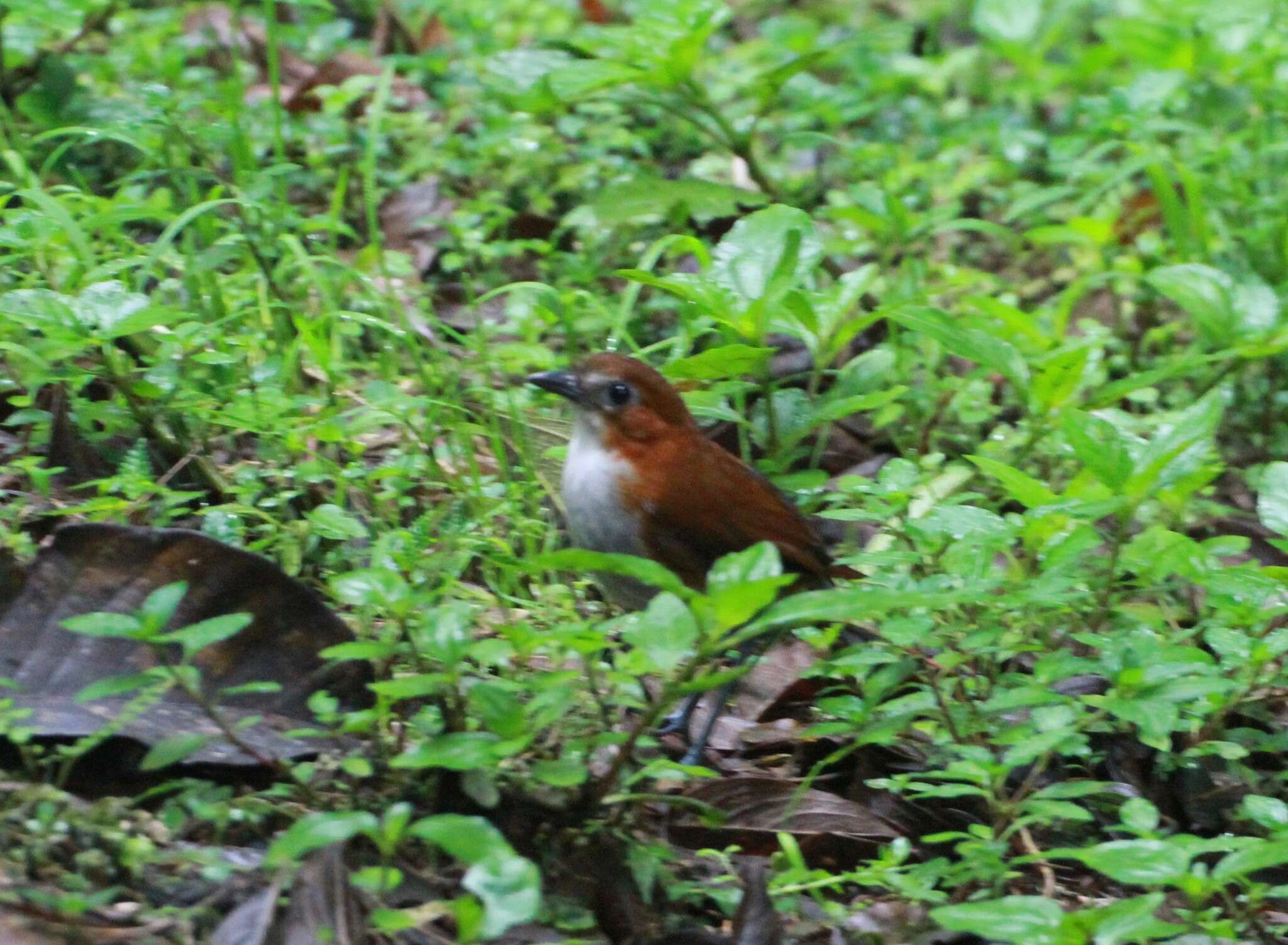 Image of White-bellied Antpitta