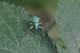 Plancia ëd Phyllobius (Phyllobius) arborator (Herbst 1797)