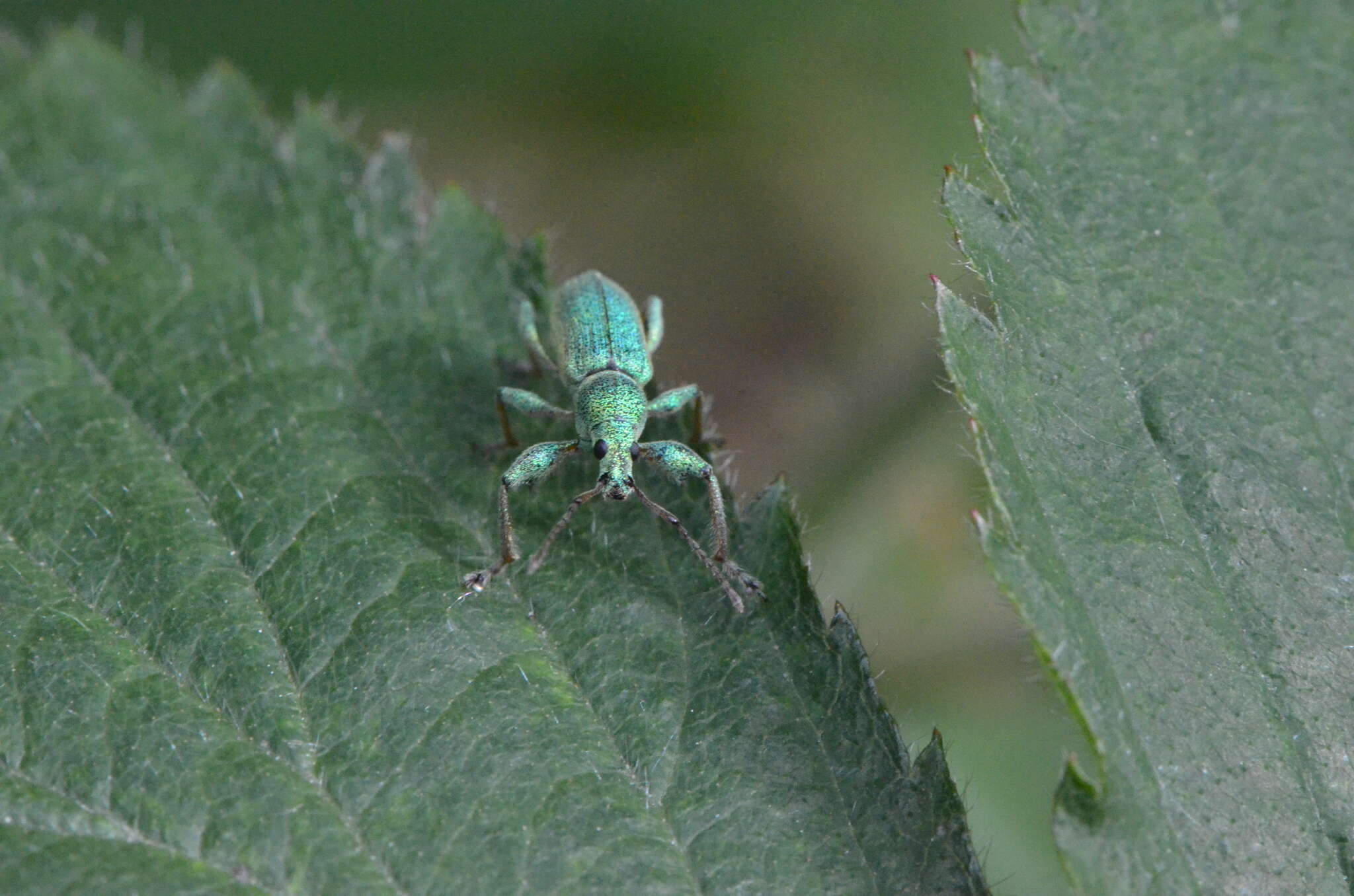 Plancia ëd Phyllobius (Phyllobius) arborator (Herbst 1797)