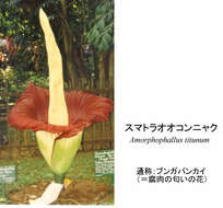 Amorphophallus titanum (Becc.) Becc. resmi