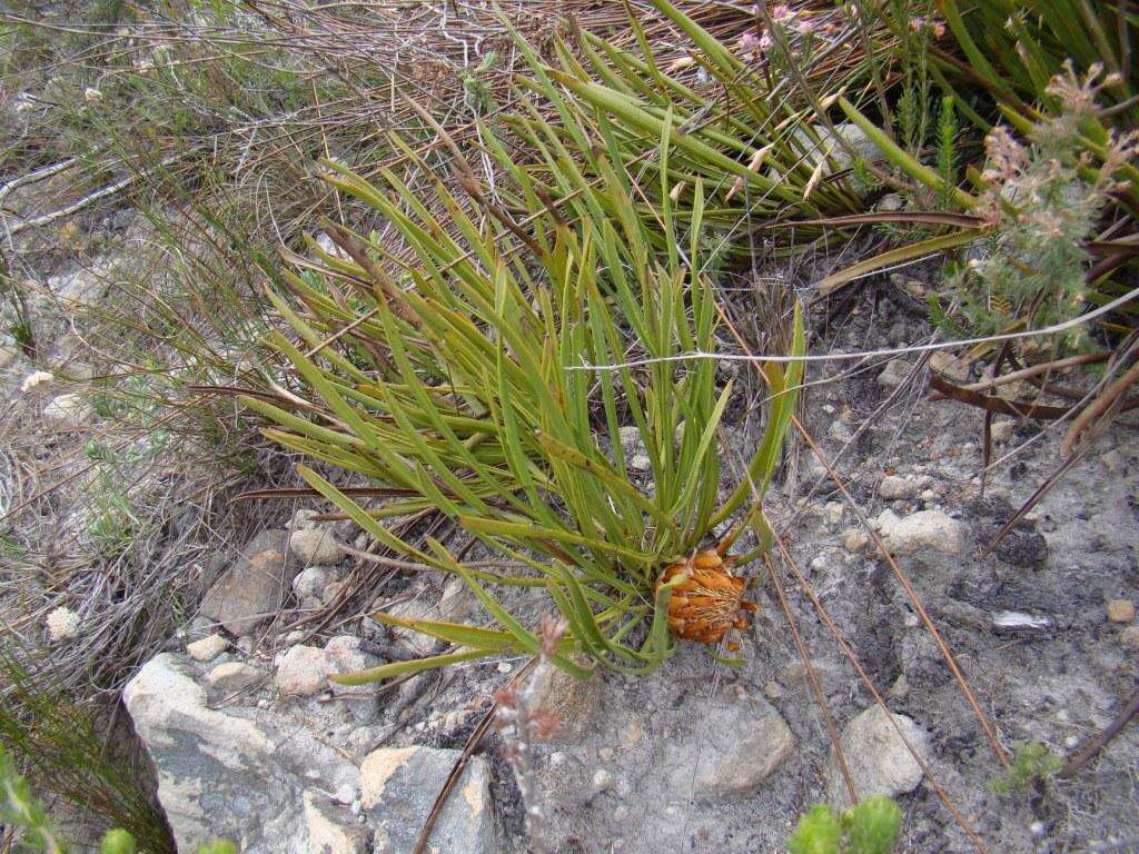 Imagem de Protea scabra R. Br.