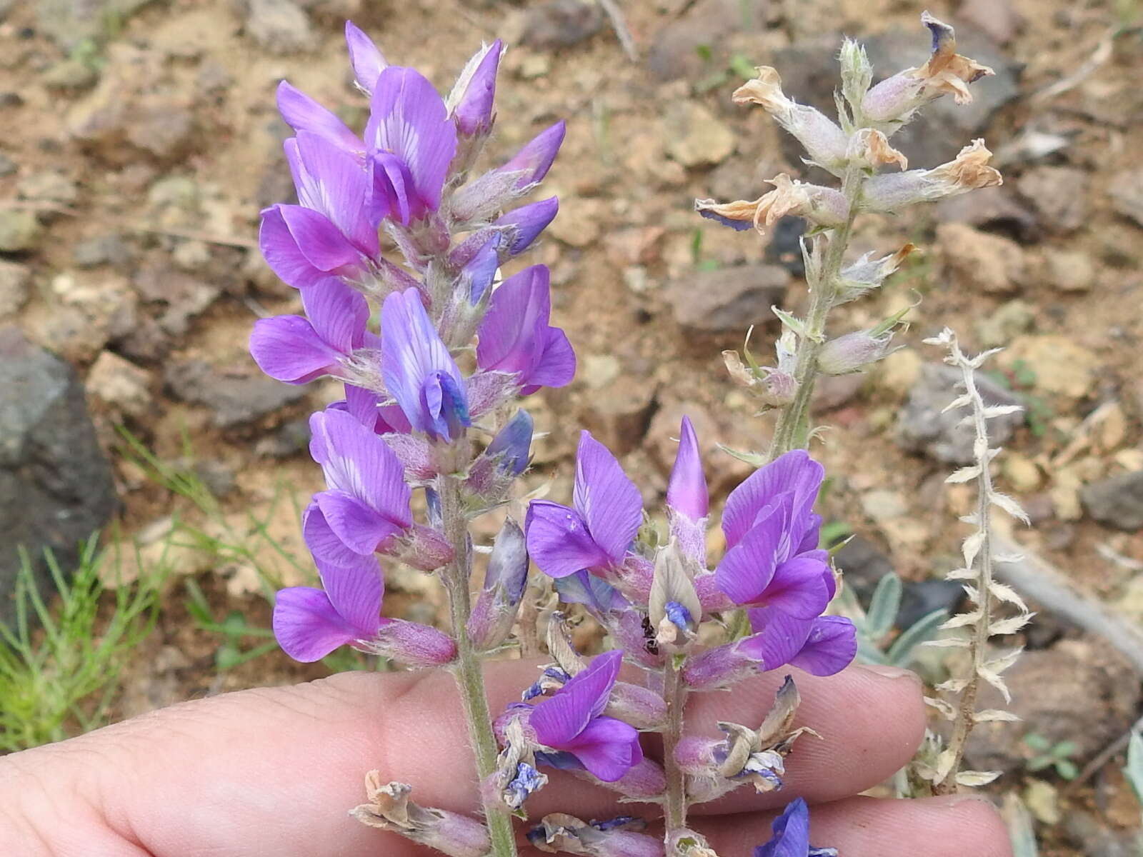 Image of Purple Locoweed