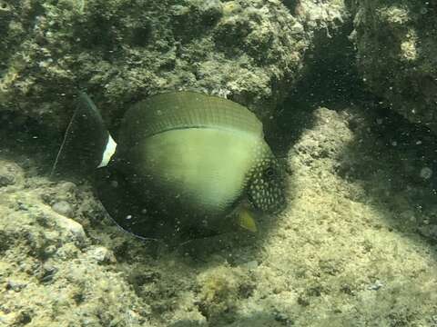 Image of Earbar Surgeonfish