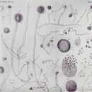 Imagem de Aspergillus glaucus (L.) Link 1809