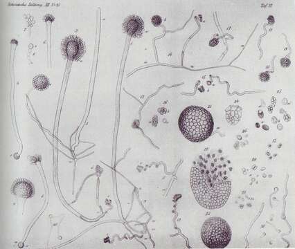 Image of Aspergillus glaucus (L.) Link 1809