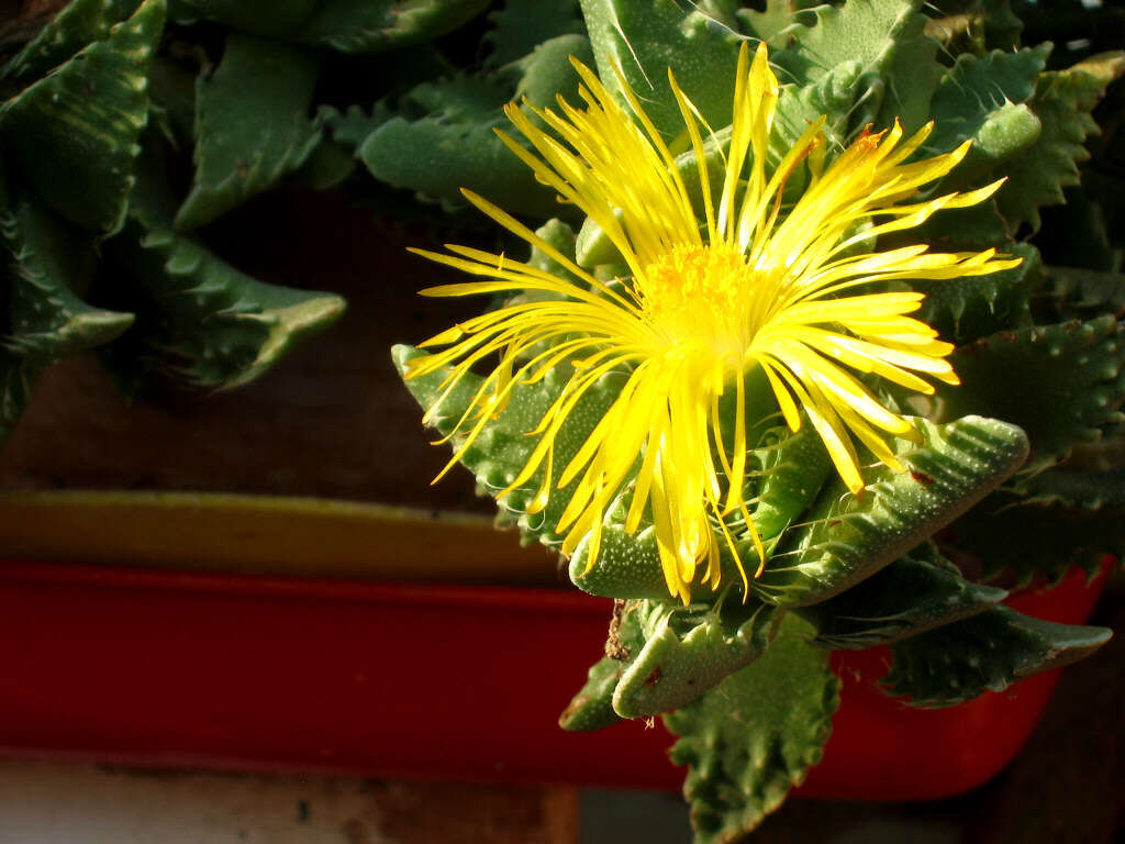 Image of Faucaria tigrina (Haw.) Schwant.